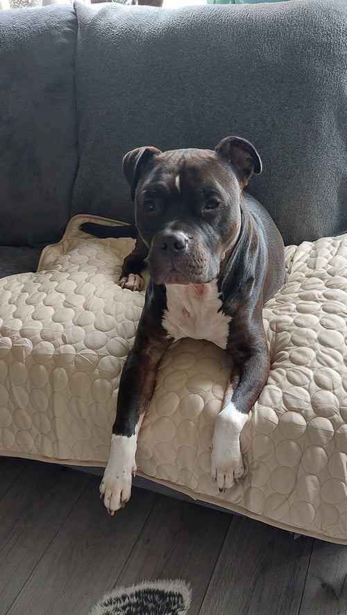 @maxthefrenchie